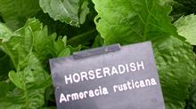Horseradish - credit: Flickr/Nick Saltmarsh (CC by 2.0)